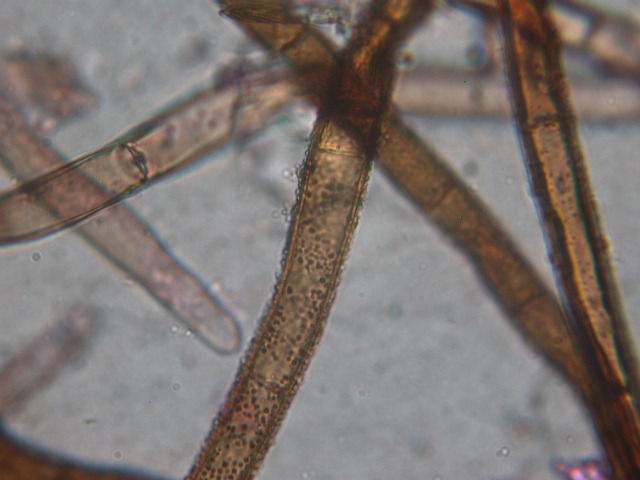 Geopora sumneriana ... in MICRO